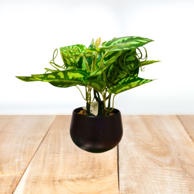 PLANTA 20X5CM
