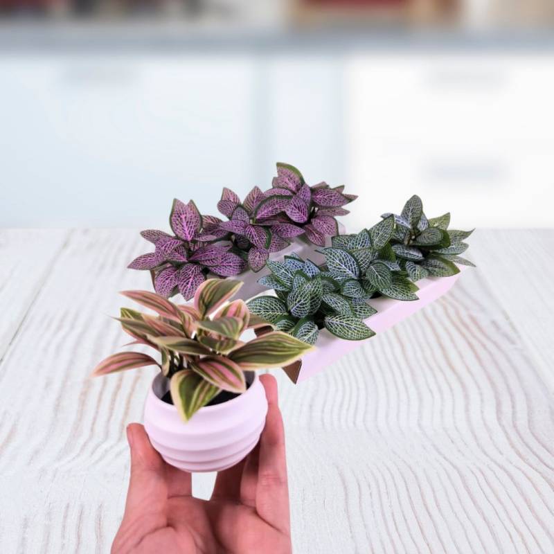 PLANTA 6X10CM X 3