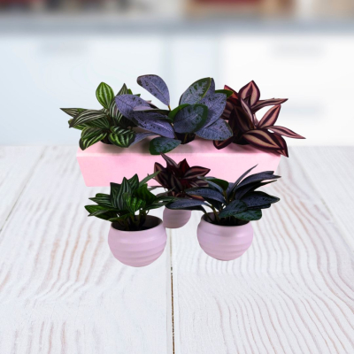 PLANTA 6X10CM X 3