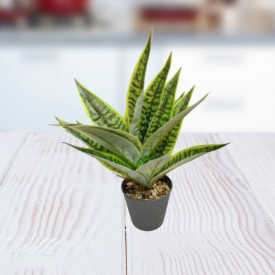 PLANTA 11X30CM