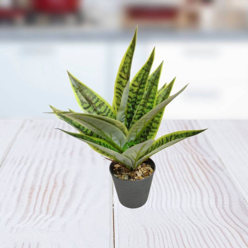 PLANTA 11X30CM