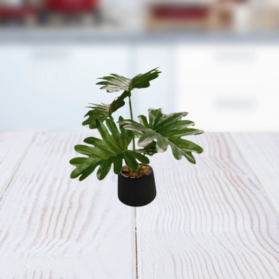 PLANTA 18X5CM