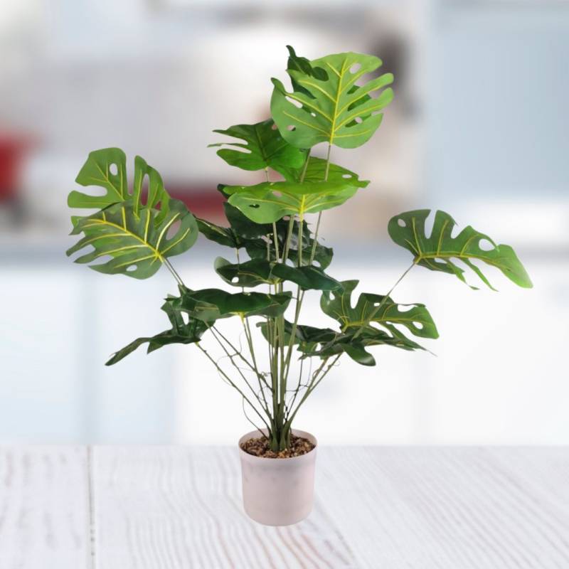 PLANTA 15X70CM