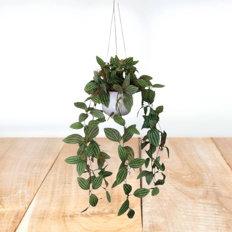 PLANTA 50X9.5CM