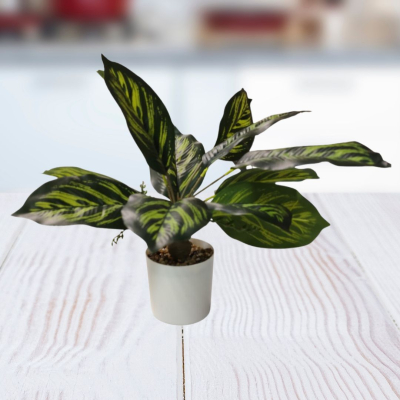 PLANTA 9X40CM