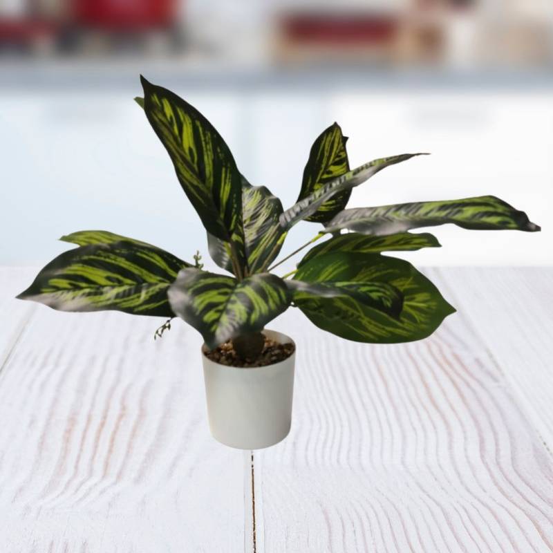 PLANTA 9X40CM
