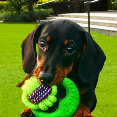 JUGUETE PARA MASCOTA ,SOGA  DE TIRA C/UNA PELOTA 